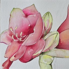 Aquarellbild einer aufblühenden Amaryllis in kräftigem Rot